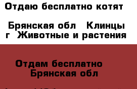 Отдаю бесплатно котят - Брянская обл., Клинцы г. Животные и растения » Отдам бесплатно   . Брянская обл.